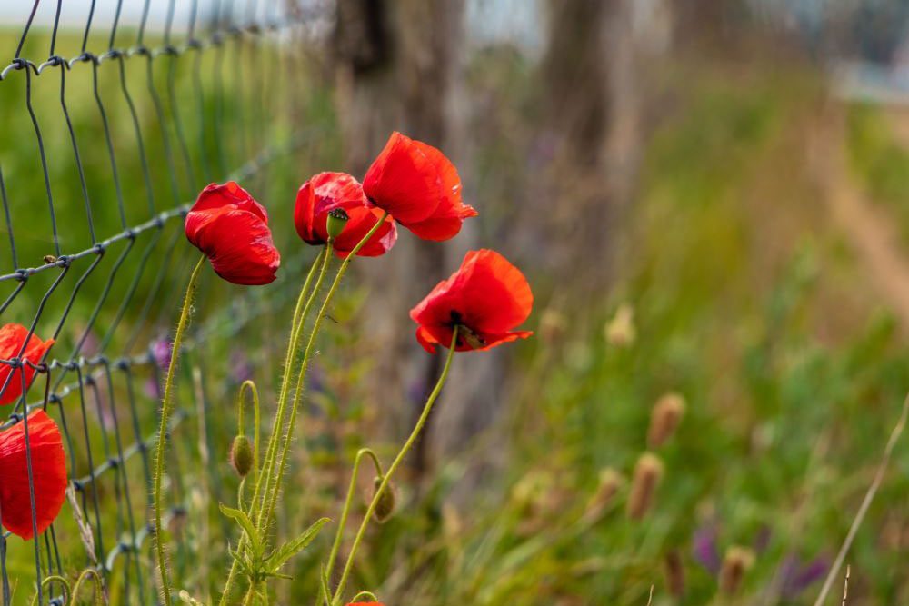 Mohnblüten am Zaun